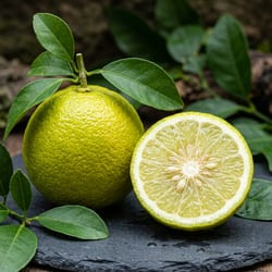 Bergamota