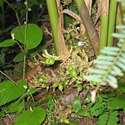 Cardamomo