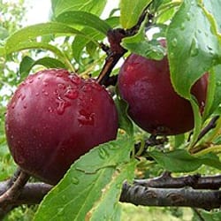 Ciruela