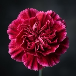 Clavel