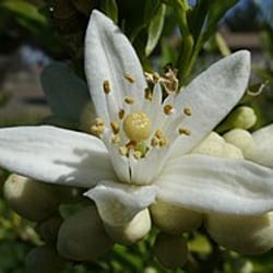 Flor de azahar