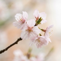 Flor del duraznero
