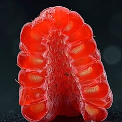 Frambuesa