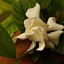 Gardenia
