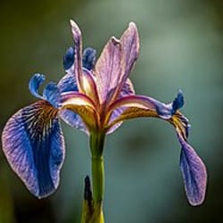 Iris