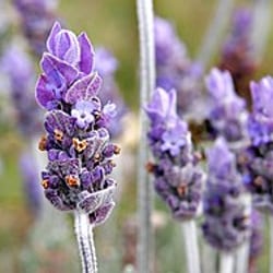 Lavanda