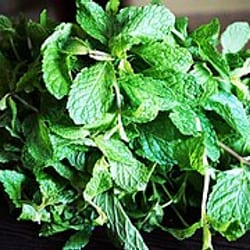 Menta