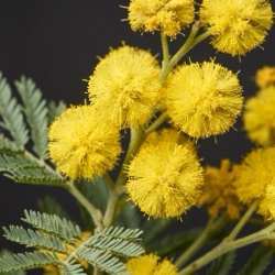 Mimosa