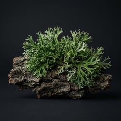 Musgo de roble