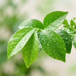 Hoja de laurel