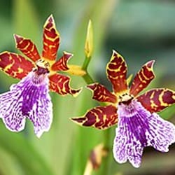 Orquídea