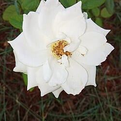 Rosa blanca