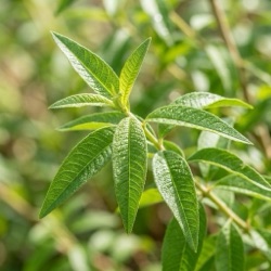 Verbena