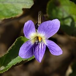 Violeta