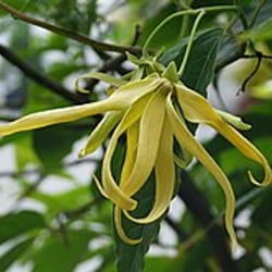 Ylang-ylang